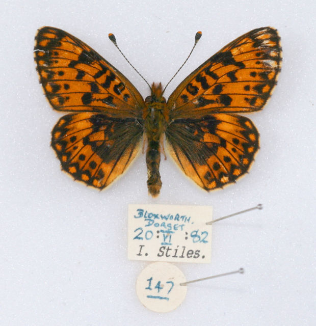 Boloria selene (small pearl-bordered fritillary aberration) (Internet Image property of respective owner, non-commercial use only)